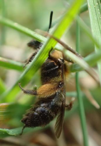 Andrena sp.